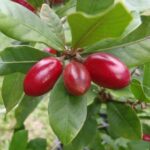 Miracle Fruit- Synsepalum dulcificum
