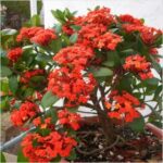 Ixora Dwarf (Red) - Plant