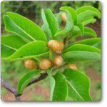 Madagascar Almond- Mini Badam