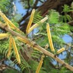Khair- Senegalia Catechu - Medicinal Plant