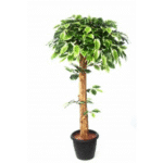Artificial V.G.Ficus Topiary In Coffee Wood