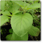Rama Tulsi- Tulsi ( Green) - Medicinal Plant