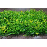 Yellow Long Leaves Tiles for Vertical Garden - Artificial Garden