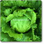 Lettuce Ice Berg Crispiano Exotic Vegetable Seeds