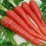 Carrot red long