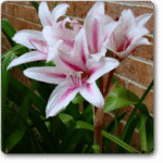 Milk and Wine Lily� - Medicinal Plant