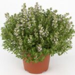 Thyme- Thymus vulgaris - Spices