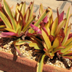 Rhoeo Golden- Rhoeo Spathacea Sitara - Ground Cover