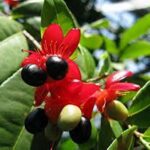 Ochna- Mickey Mouse Plant