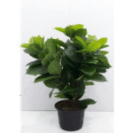 Artificial Plant 2590 - F
