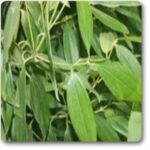 True Cinnamon- Bay Leaf- Tamala Patram�