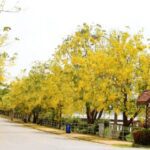 Cassia fistula- Golden shower Tree- - Medicinal Plant