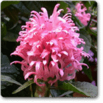 Brazilian plume (Pink)�