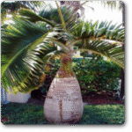 Bottle Palm with Trunk