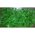 Mix Green Leaves With White Berries Tiles - Indoor