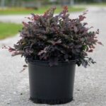 Loropetalum- Chinese Fringe Bush