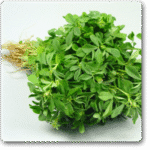 Methi Kasturi- Fenugreek -Indian Vegitables