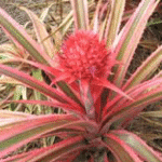 Ananas comosus variegatus