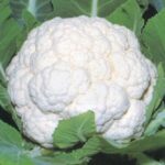 Cauliflower snowball 16
