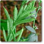 Dolichos Improved SM - 10- Sem Phali- Lima Beans -Indian Vegitables