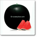 Water Melon F1 Arya 114�