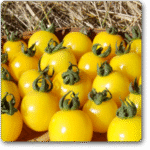 Tomato Plum Yellow