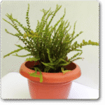 Lemon Button Fern- Nephrolepis Cordifolia D