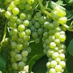 Grape- Angoor