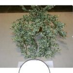 Artificial Hanging Peperomia Green Small