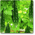 Bitter Gourd F1 Spartan -Indian Vegitables