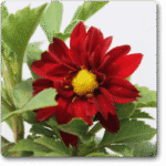 Dahlia (Red) - Ground Cover