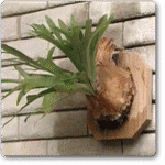 Staghorn Fern�