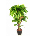 Artificial Para Rubber Topiary Tree N Coffee Wood V.G