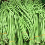 Yard Long Imported Beans