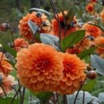 Big Dahlia (Orange) - Ground Cover