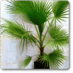 Washingtonia�