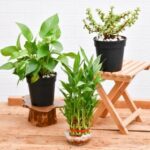 Lohri Special Plant for Good Luck - Medicinal Plant