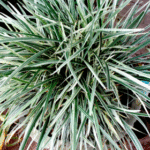 Ophiopogon Jaburan Plant