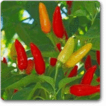 Hot Pepper F1 Hybrid OS-12 -Indian Vegitables