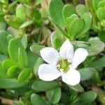 Bacopa Monnieri- Neer Brahmi - Medicinal Plant