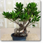 Bonsai Ficus