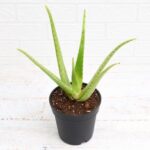 Aloe vera - Succulent Plant - Medicinal Plant