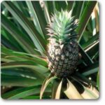 Pineapple- Anannas� - Medicinal Plant