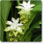 Haldi- Turmeric- Curcuma (Yellow)