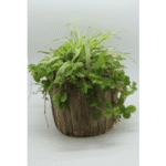 Woodlike Pots-Fm012 Duramen