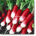Radish Half Red Imported Exotic Vegetable Seeds