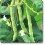 Pole Beans Selection Sanchi