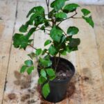 Grape Ivy - Ground Cover