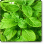 Marjoram