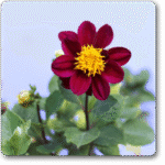 Dahlia (Dark Pink) - Ground Cover